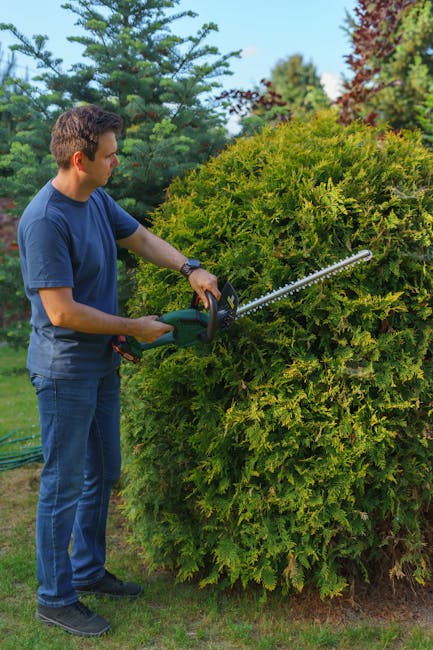 A young man with dark hair, dressed in a blue t-shirt, jeans, and black shoes, is trimming a large, dense, green hedge with a powered hedge trimmer in a well-maintained garden. The hedge has a rounded